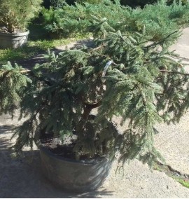 Ялина PICEA ABIES Acrocona C40 Н 150