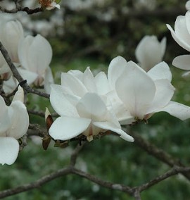 Магнолія Альба Суперба MAGNOLIA ALBA SUPERBA C60L h250-300 BUSH