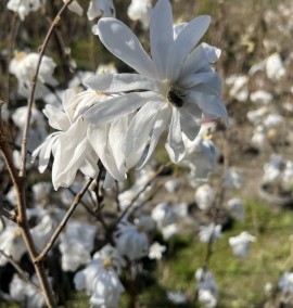 Магнолія Alixeed Magnolia stellata Alixeed c 25 l  h 180