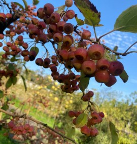 Яблуня декоративна Кокцинелла Malus Coccinella C90L h1,8-2м