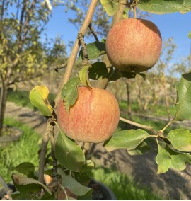 Яблуня червона Malus red С45L h300-350