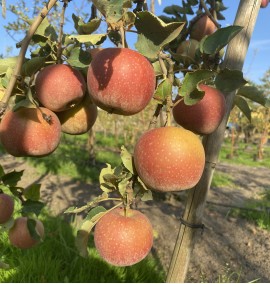 Яблуня Ред ДжонаПринц Malus Red Jonaprince С30/40L h180-220