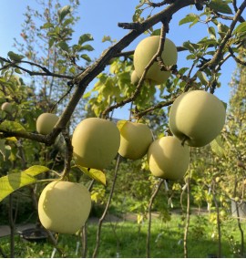 Яблуня "Эрли Квин" Malus "Early Queen" С15L h160-180