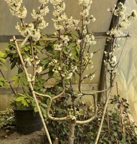 Черешня на шпалері Prunus Avium "Ciliegio" Frame Spall С45 l  h 150-160