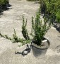 Барбарис Тунберга Berberis Thunbergii Atropurpurea Барбарис Тунберга Berberis Thunbergii Atropurpurea