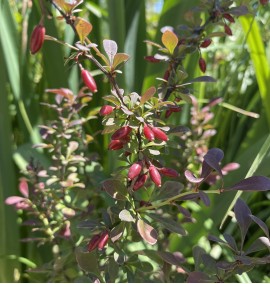 Барбарис Тунберга  Berberis Thunbergii ‘Atropurpurea’ С20 h1м