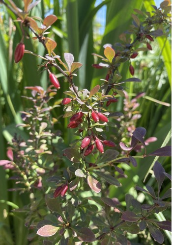 Барбарис Тунберга Berberis Thunbergii Atropurpurea Барбарис Тунберга Berberis Thunbergii Atropurpurea