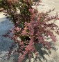 Барбарис Тунберга Berberis Thunbergii Atropurpurea Барбарис Тунберга Berberis Thunbergii Atropurpurea