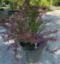 Барбарис Тунберга Berberis Thunbergii Atropurpurea Барбарис Тунберга Berberis Thunbergii Atropurpurea