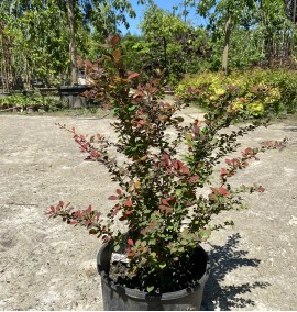 Барбарис Тунберга "Атропурпуреа" Berberis "Atropurpurea"C12L  h30-50