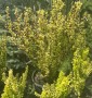 Барбарис Тунберга "Голден Рокет" Berberis thunbergii "Golden Rocket" C20L h60-80 Барбарис Тунберга "Голден Рокет" Berberis thunbergii "Golden Rocket" C20L h60-80