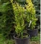 Барбарис Тунберга "Голден Рокет" Berberis thunbergii "Golden Rocket" C20L h60-80 Барбарис Тунберга "Голден Рокет" Berberis thunbergii "Golden Rocket" C20L h60-80