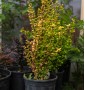 Барбарис Тунберга "Голден Рокет" Berberis thunbergii "Golden Rocket" C20L h60-80 Барбарис Тунберга "Голден Рокет" Berberis thunbergii "Golden Rocket" C20L h60-80