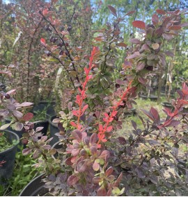 Барбарис Тунберга "Атропурпуреа" Berberis "Atropurpurea"C12L  h100-150