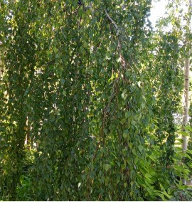 Береза Юнги Betula Youngii, C90L  d18-20 h300
