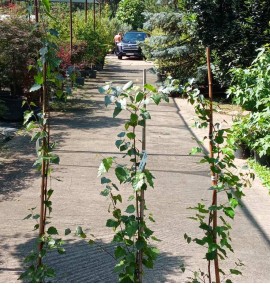 Береза BETULA ALBA YOUNGII (PENDULA) VASETTO С5 
