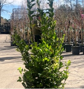 БЕРЕСКЛЕТ EUONYMUS JAPONICA ELEGANTISSIMA AUREA  с 9L  h 80-90