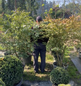 Бересклет крилатий EUONYMUS ALATUS COMPACTA c 43l h 150-160