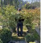 Бересклет крилатий EUONYMUS ALATUS COMPACTA c 35l h 150