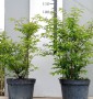 Бересклет крилатий Euonymus alatus C15 L h 60