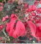 Бересклет крилатий Euonymus alatus C15 L h 60