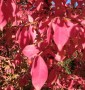 Бересклет крилатий EUONYMUS ALATUS COMPACTA c 35l h 150