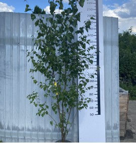 Береза біла Betula Alba (verrucosa)  СLT 18 H 150-200