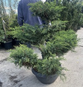 Ялівець бонсай JUNIPERUS GOLD STAR CIOTOLA BONSAI