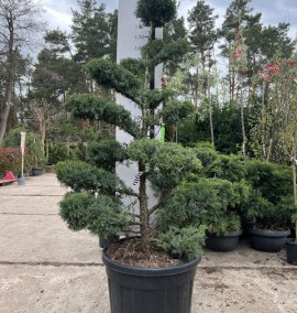 Ялівець бонсай JUNIPERUS VIRGINIANA GREY OWL COUPE 90 BONSAI
