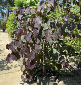 Церцис CERCIS SILIQUASTRUM  CLT 10 1/2 FUSTO