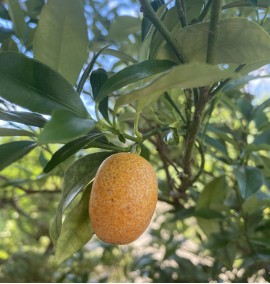 Цитрус Кумкват Маргарита Citrus Fort. Margarita Kumquat c 70 l h 250 l 16-18