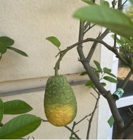 Цитрус Лимон CITRUS limon C. 5L h 80-100