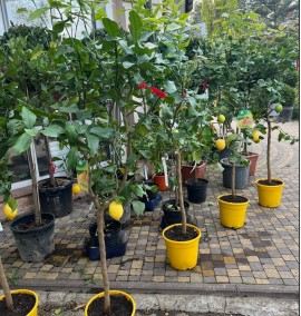 ЦИТРУС CITRUS LIMONIA (LIMONE)  CLT 30