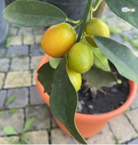 Цитрус Кумкват CITRUS FORTUNELLA JAPONICA (KUMQUAT) 
