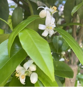 ЦИТРУС CITRUS RETICULATA (CLEMENTINO)  CLT 30