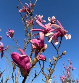 Магнолія MAGNOLIA DA FIORE C. 50L 1/2 FUSTO