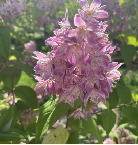 Дейція чудова Deutzia x magnifica з 40 l h 200-250