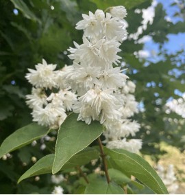 Дейція чудова Deutzia x magnifica з 40 l h 200-250