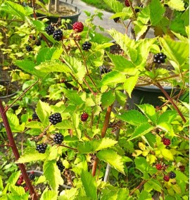 Ожина Rubus