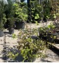 Гамамеліс HAMAMELIS MOLLIS C. 15L STOCK