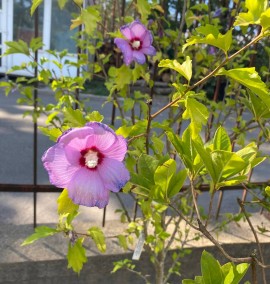 Гібіскус сирійський Hibiskus Syriacus  C35L 