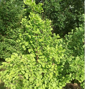 Гінгко дволопатеве Ginkgo biloba "Fastigiata" FERONIA С100  h160-180