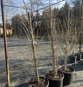 Гінкго білоба дволопатевий GINKGO BILOBA FASTIGIATA    С 25 L H 150-170