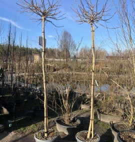 Гінкго GINKGO BILOBA MARIKEN CLT  C.8-10 ALTO FUSTO                      