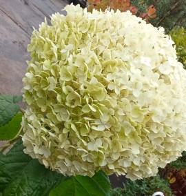 Гортензія деревовидна " Анабель" Hydrangea  'Annabelle'  с 7 l H 50