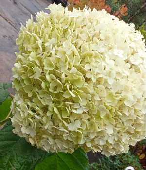 Гортензія деревовидна " Анабель" Hydrangea  'Annabelle'  с 7 l H 50