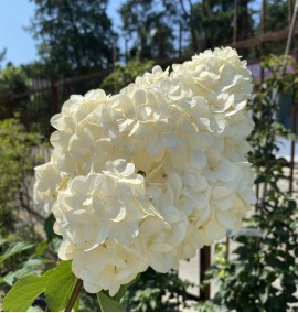 Гортензія штамб  C 18 