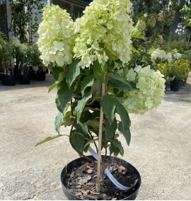 Гортензія Mont Blanc 7,5 L
