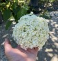 Гортензія деревовидна "Стронг Анабель" Hydrangea arborescens 'Annabelle' с 7 l H 50-60 Гортензія деревовидна "Стронг Анабель" Hydrangea arborescens 'Annabelle' с 7 l H 50-60
