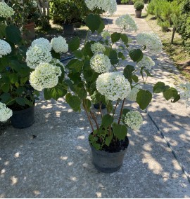 Гортензія деревовидна "Стронг Анабель" Hydrangea arborescens 'Annabelle'  с 7 l H 50-60